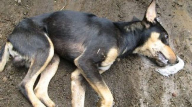 Envenenamiento de perros