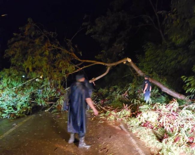 Se registraron caídas de árboles