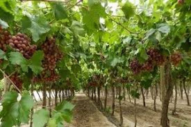 Vendimia en Cafayate