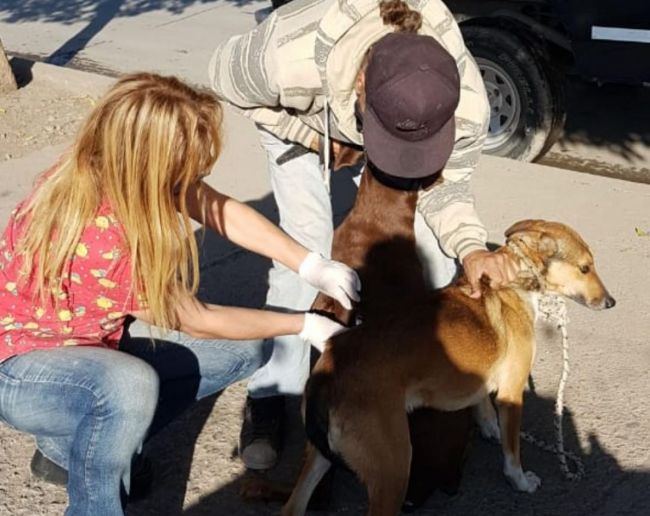 Campaña antirrábica