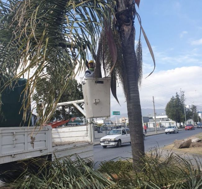 Guía para la poda de árboles