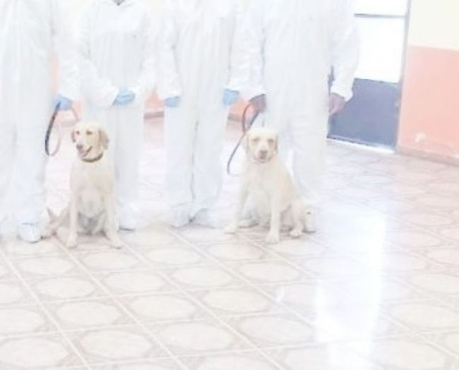 Los canes Dardo y Cala