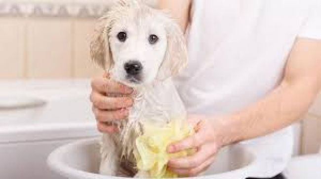 La Ley prevé sancionar las infracciones a sus normas