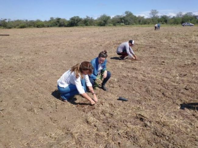 Articulación público privada