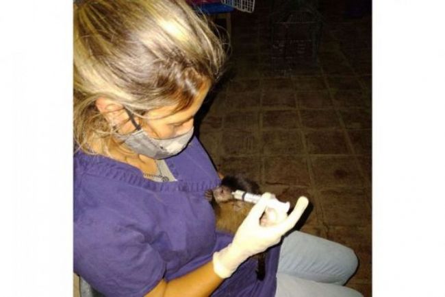 Recuperación del mono cai