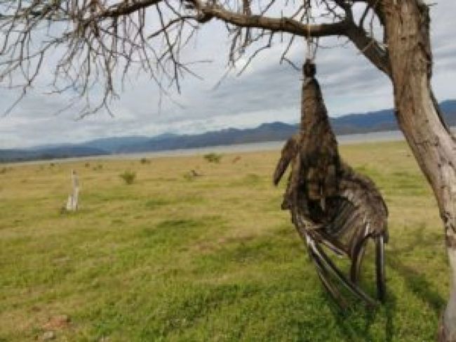 Triste imagen de un ave protegida asesinada
