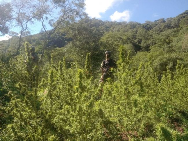 Plantación de cannabis sativa