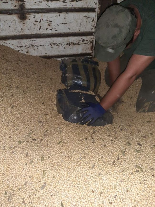 Secuestro de hojas de coca en medio de la soja