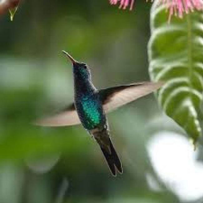 Día mundial de observación de aves
