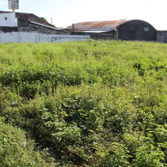 Plazo para desmalezar baldíos