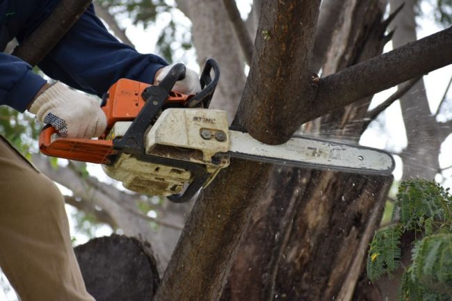 Una de las practicas de poda