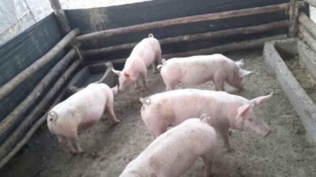 Robaron y faenaron a los cerdos