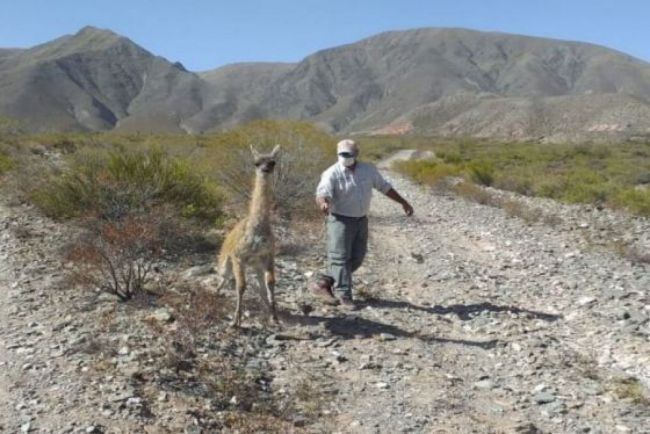 Guanaco liberado