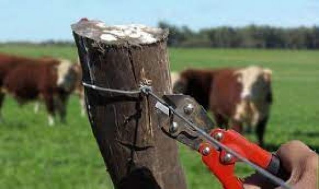 Abigeato en Rosario de Lerma
