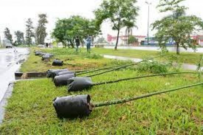 Espacios verdes y padrinazgo