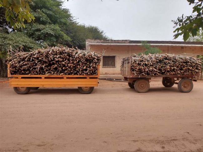 Secuestro de especies forestales