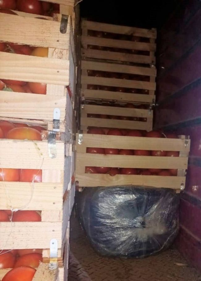 La coca entre los tomates