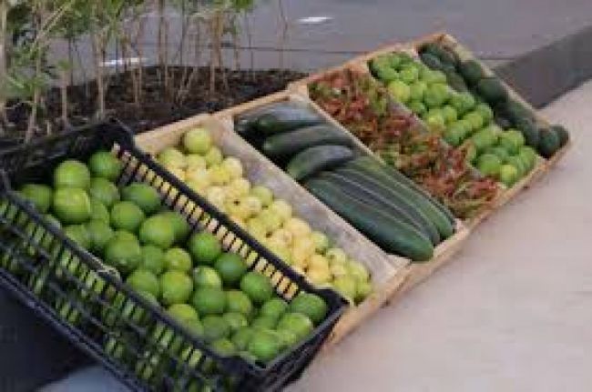 Pymes agroproductoras