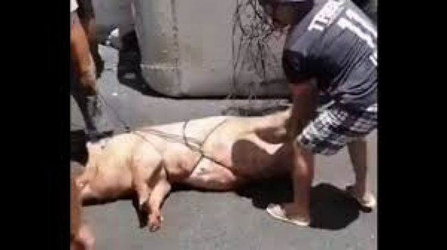 Detenidos por abigeato