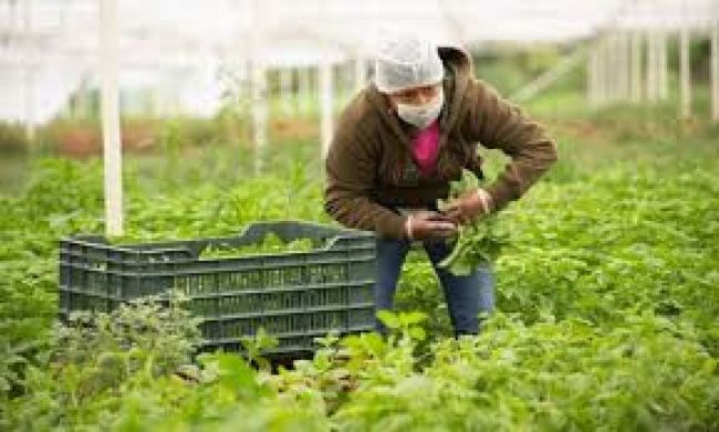 Pese a pandemia hubo superávit fiscal en 2020