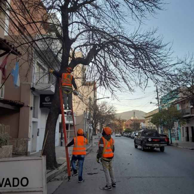 Poda de árboles en la ciudad