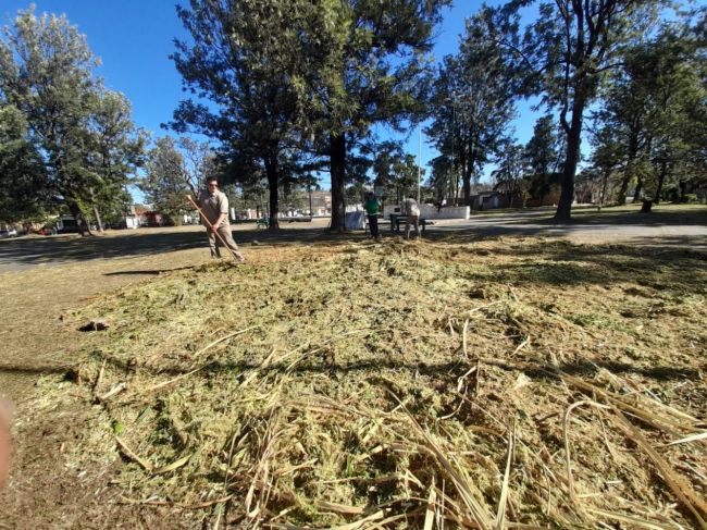 Fertilización de plazas