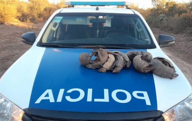 Caza ilegal de quirquinchos