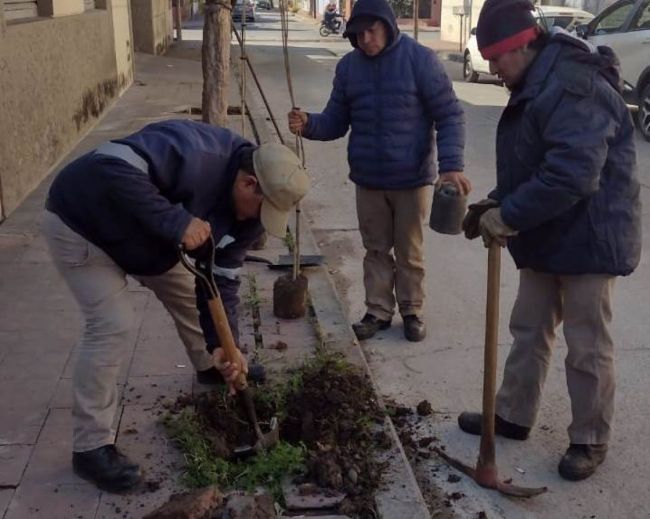 Esta semana se plantaron 40 árboles