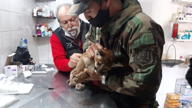 El puma rescatado