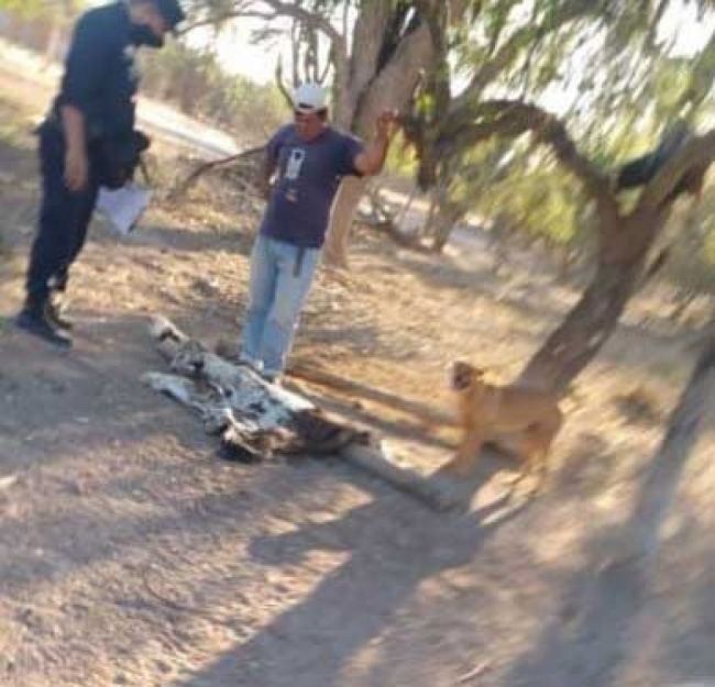 Detenidos pro abigeato