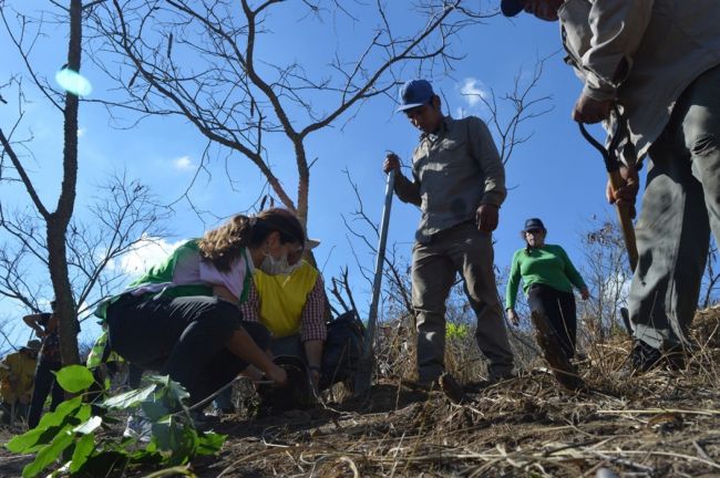 Reforestación del cerro