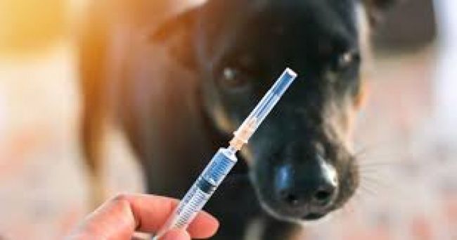 Vacunación en zona de frontera