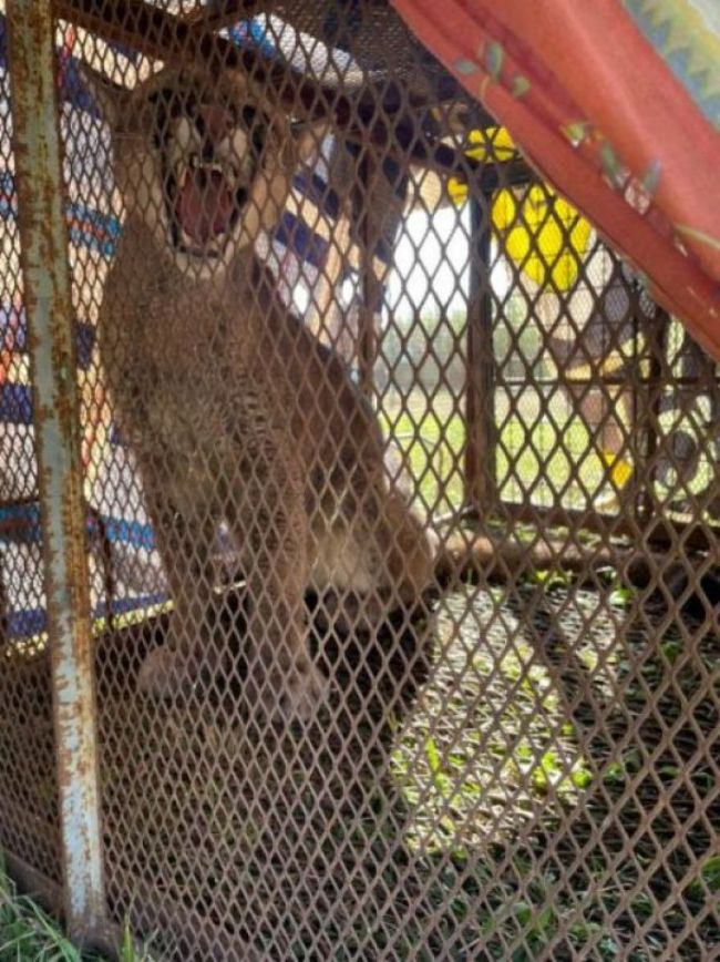 El puma rescatado
