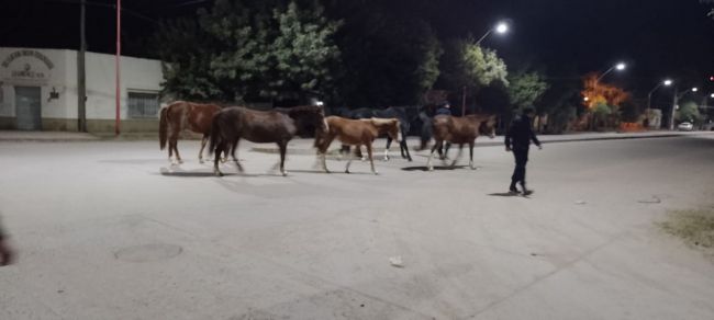 Equinos en las calles de Anta
