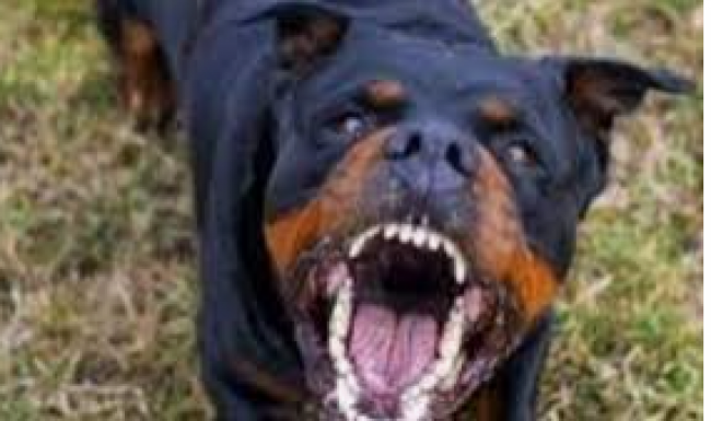 Rottweiler