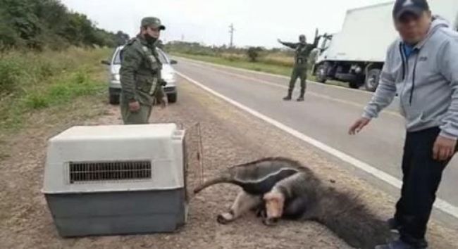 Rescate del oso  hormiguero