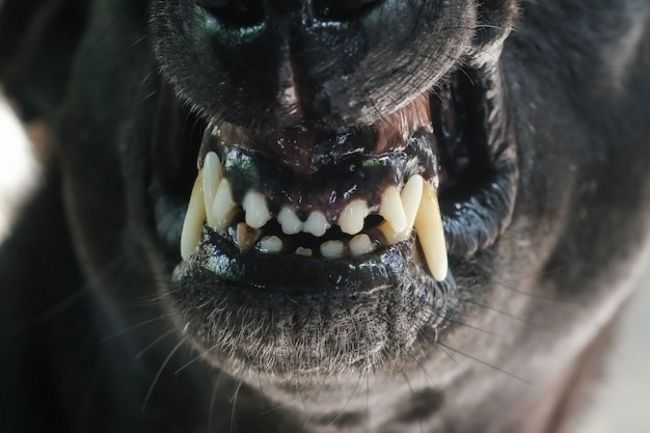 Otro ataque de perros