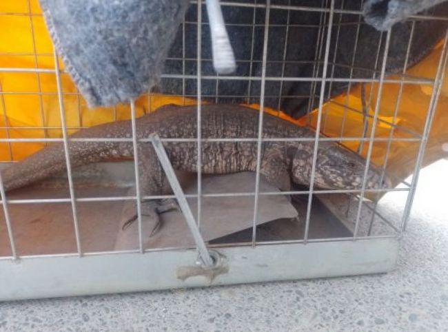 El caraguay fue liberado en su hàbitat