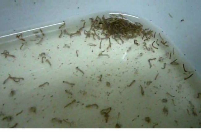 Combate al mosquito del dengue