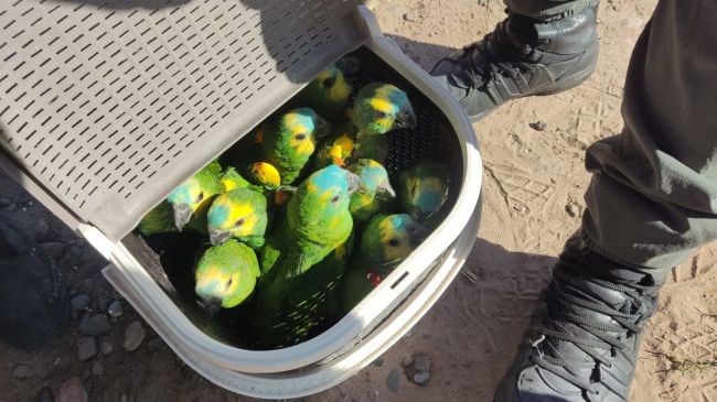 Loros rescatados