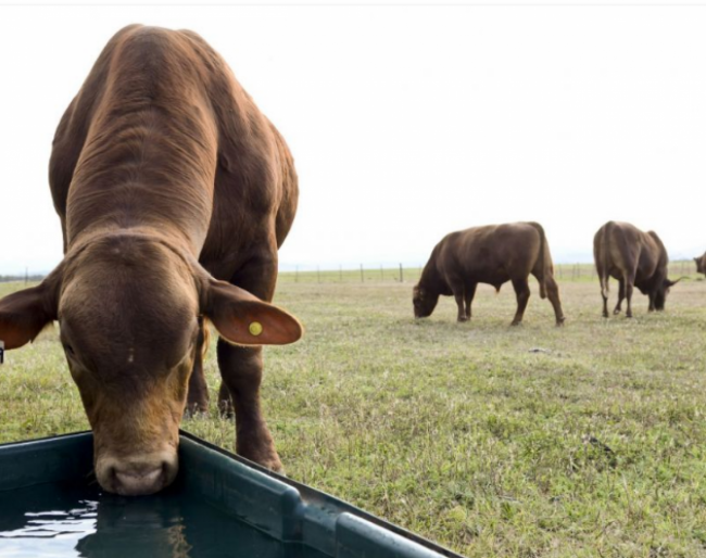 Pedido de emergencia
