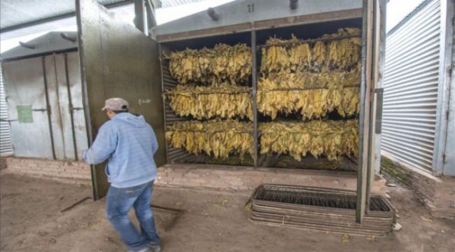 Trabajadores del sector tabacalero