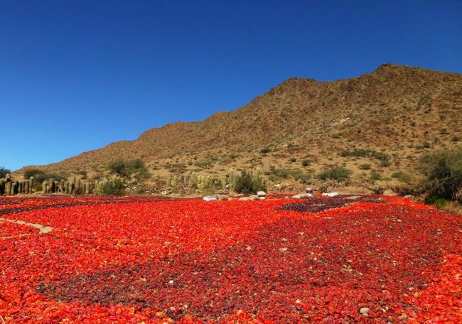 Pimiento en los valles Calchaquíes