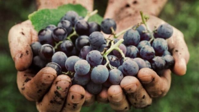 La medida alcanza a la producción de vinos