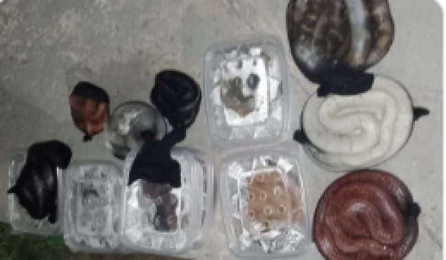 Cargamento de ofidios