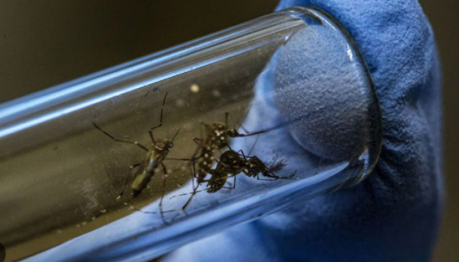 Aumentan casos de dengue