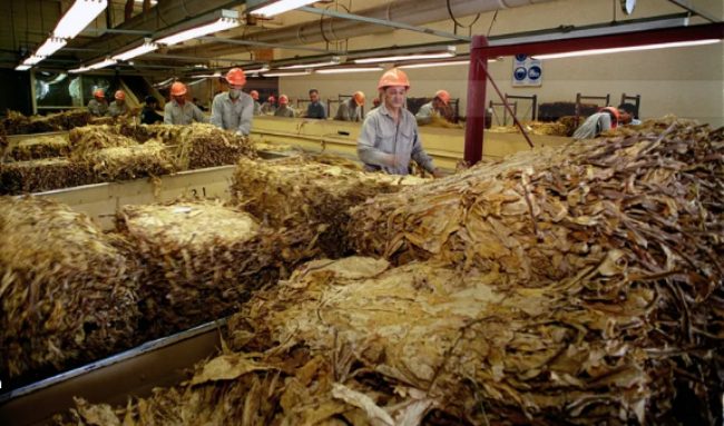 Conflicto de intereses en el sector tabacalero