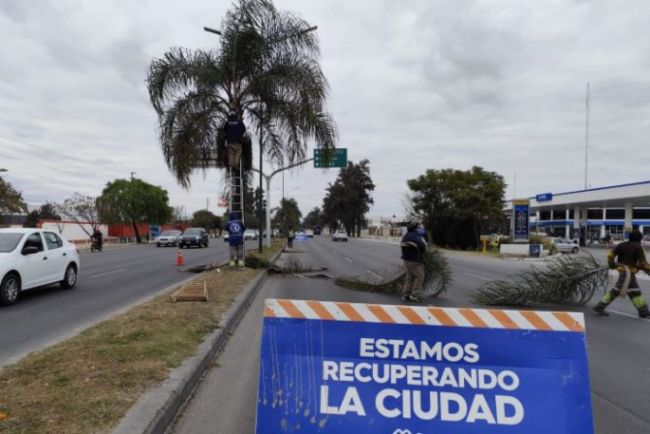 Podas en av. Paraguay