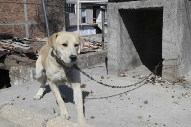 Semana contra el maltrato animal