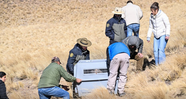 Operativo liberación